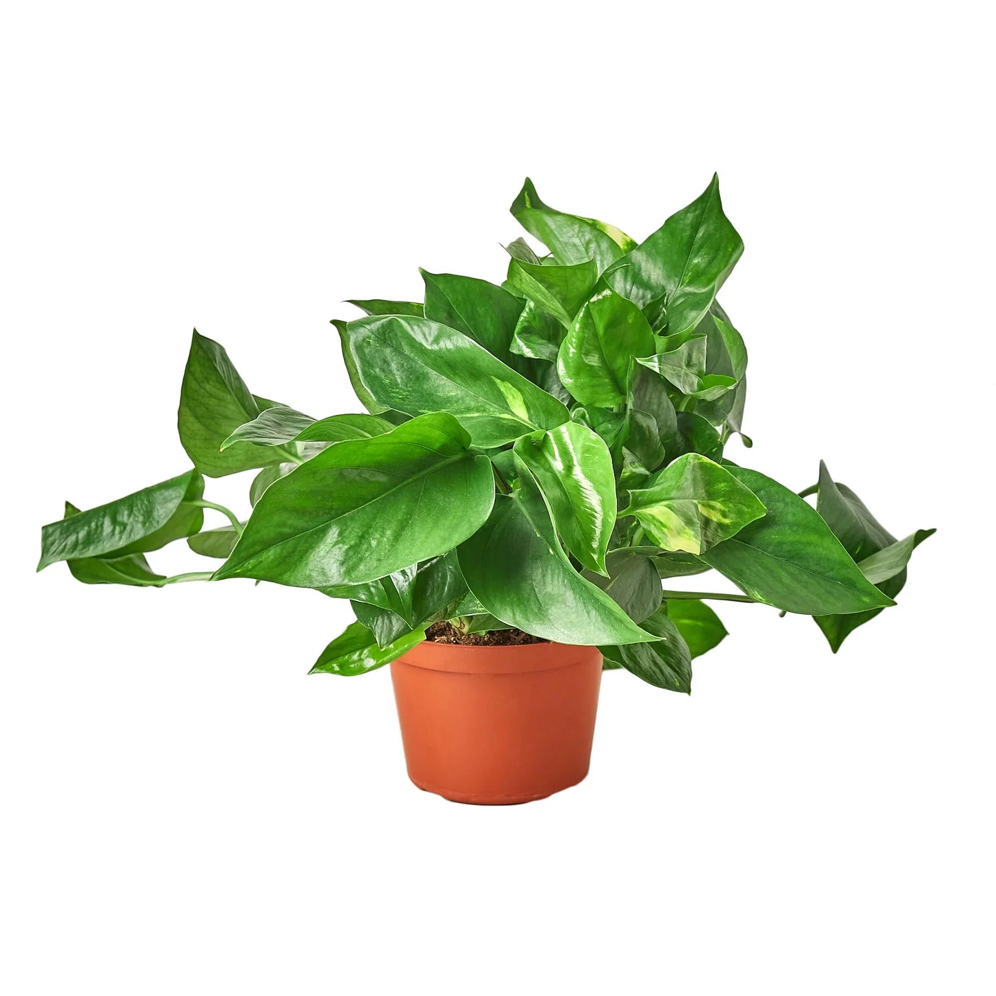 Pothos 'Golden' - Easy Care Green & Yellow Plant Indoor Plants House Plant Dropship