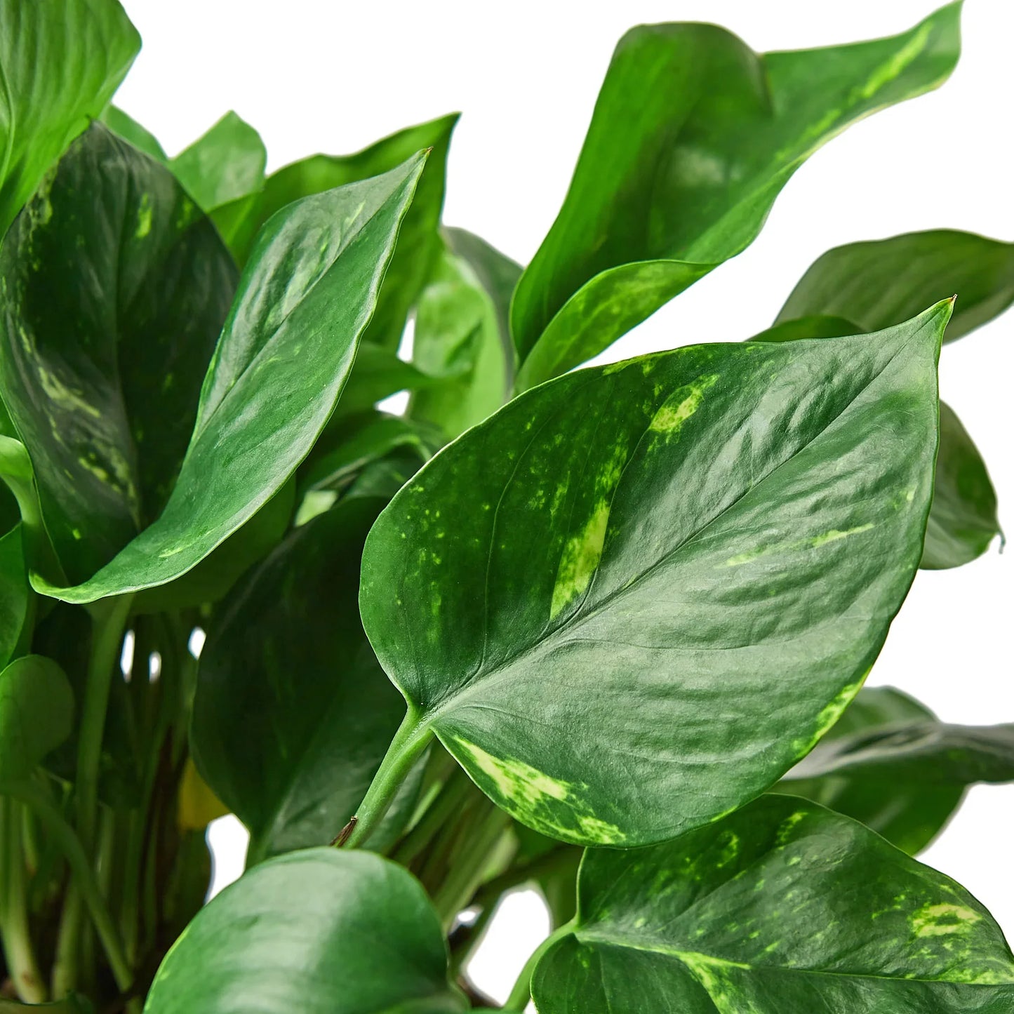 Pothos 'Golden' - Easy Care Green & Yellow Plant Indoor Plants House Plant Dropship