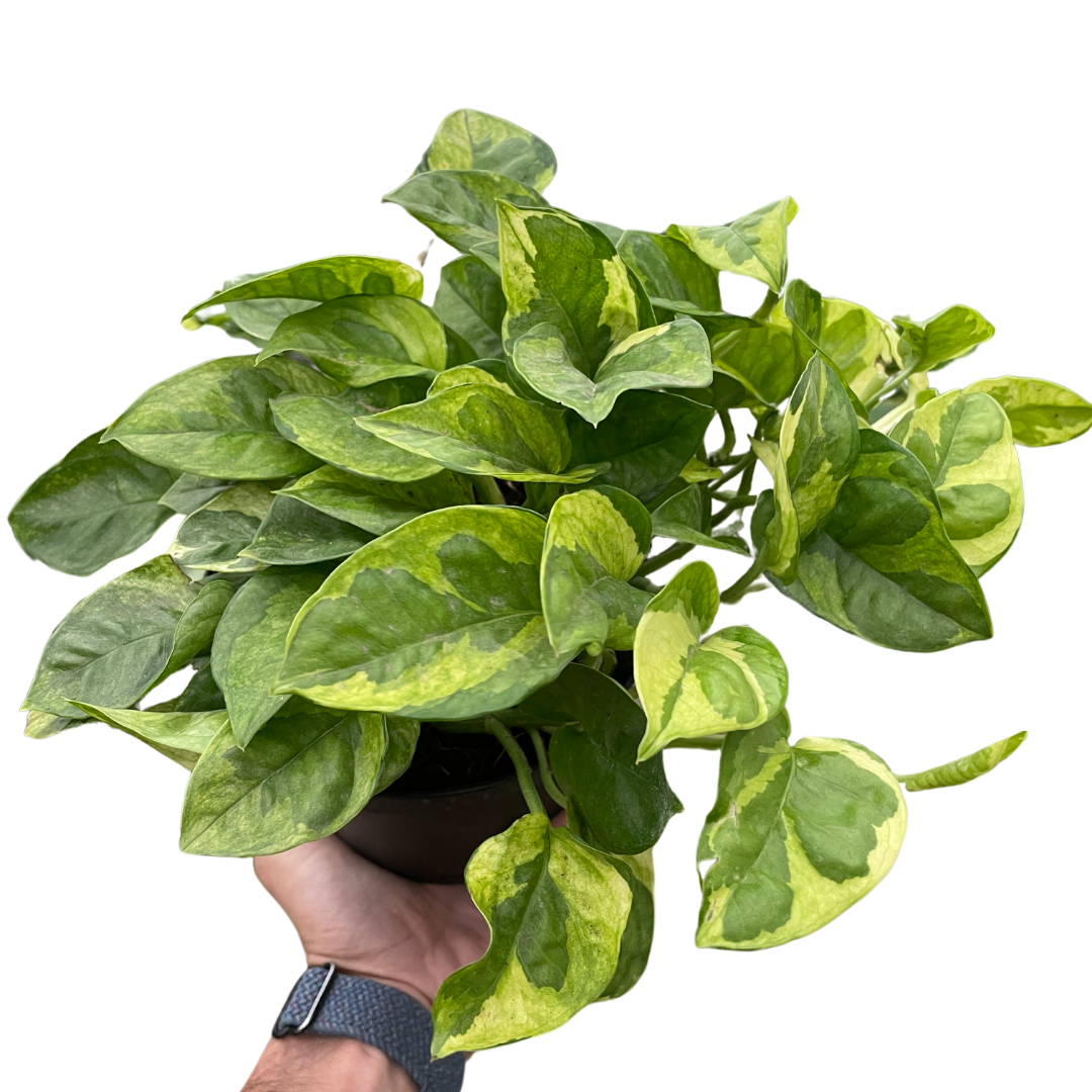 Pothos 'Lemon Meringue' Indoor Plants House Plant Dropship 6" Pot