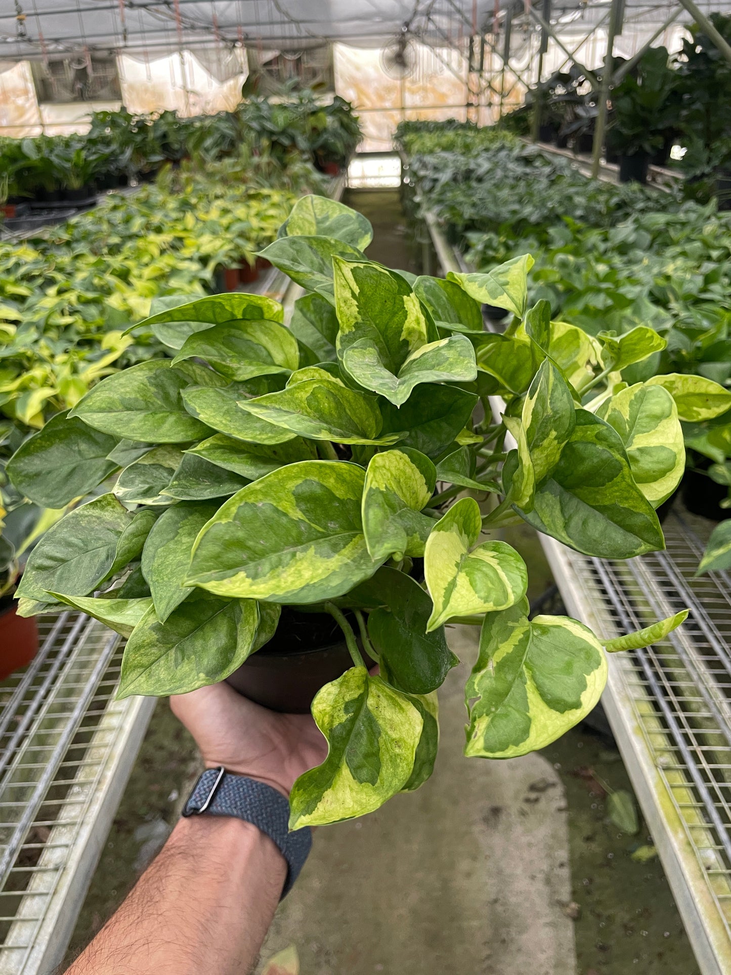 Pothos 'Lemon Meringue' Indoor Plants House Plant Dropship