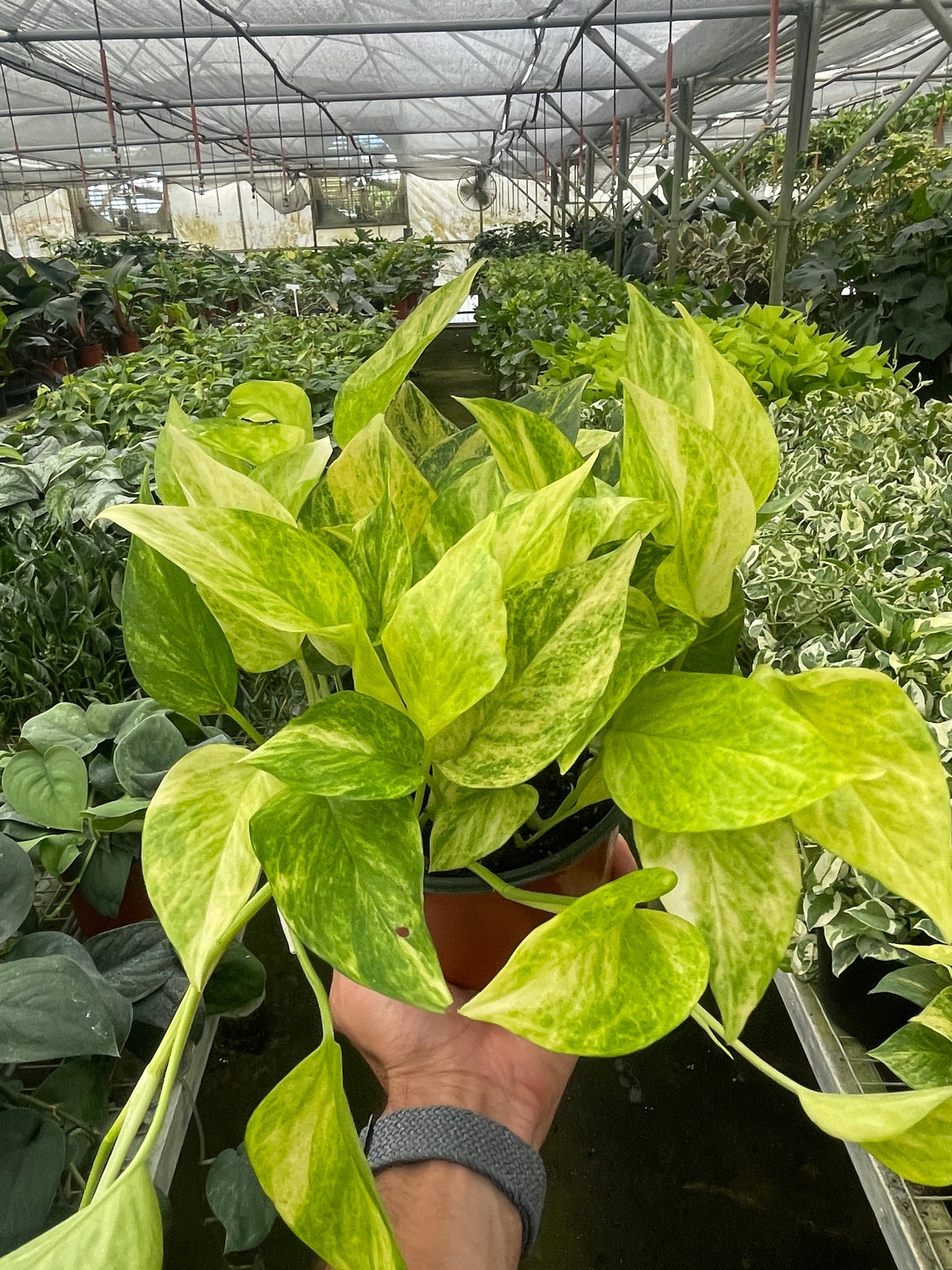 Pothos 'Neon Queen' Indoor Plants House Plant Wholesale 6" Pot