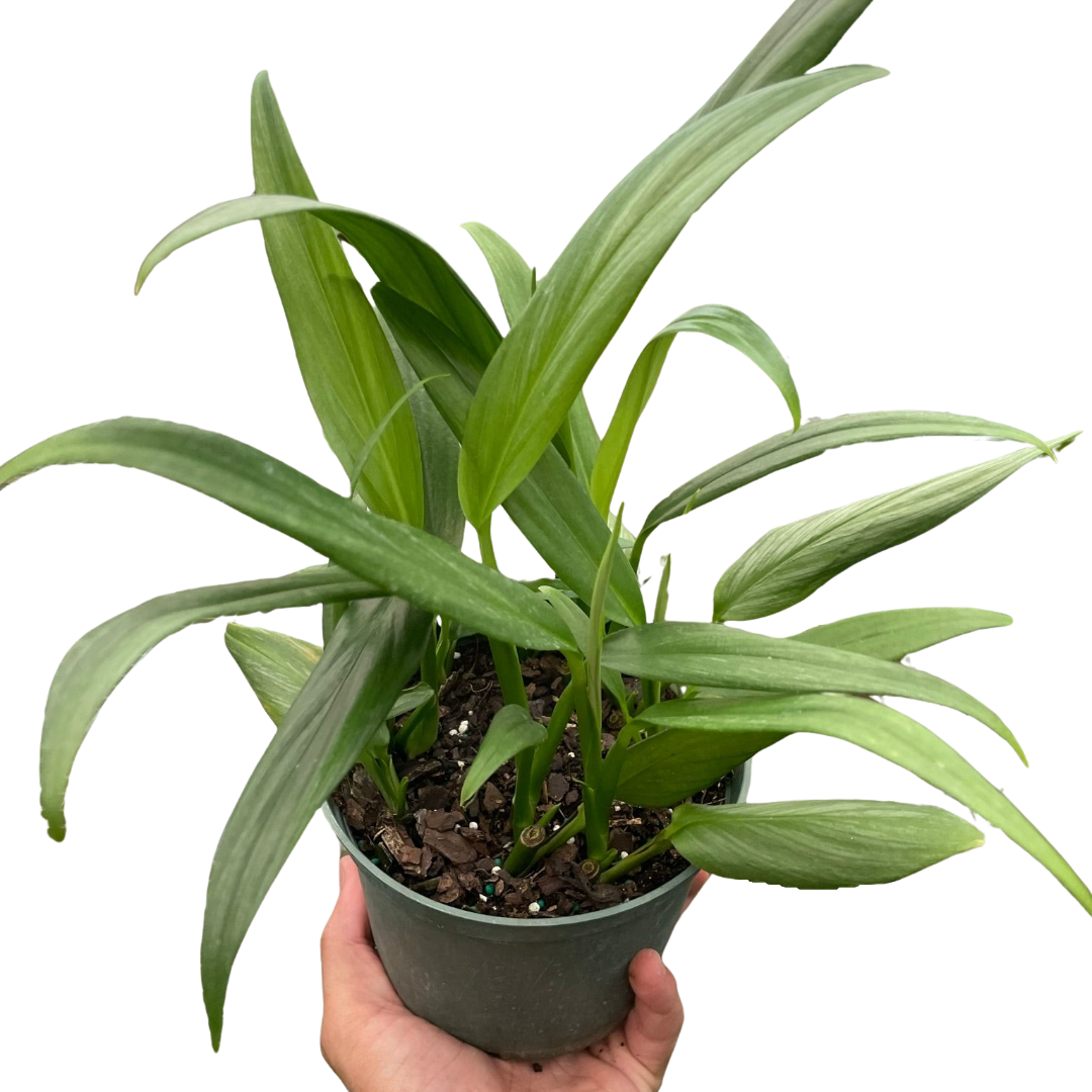 Pothos 'Silver Streak' House Plant Wholesale 8" Pot