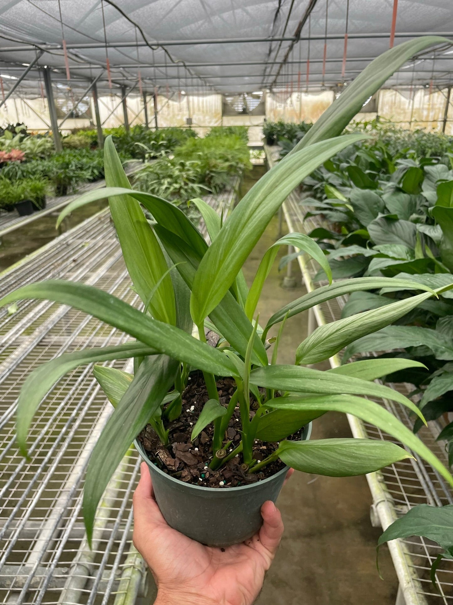 Pothos 'Silver Streak' House Plant Wholesale