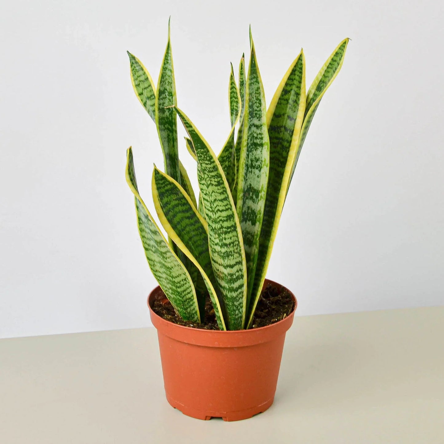 Snake Plant Laurentii Indoor Plants House Plant Dropship