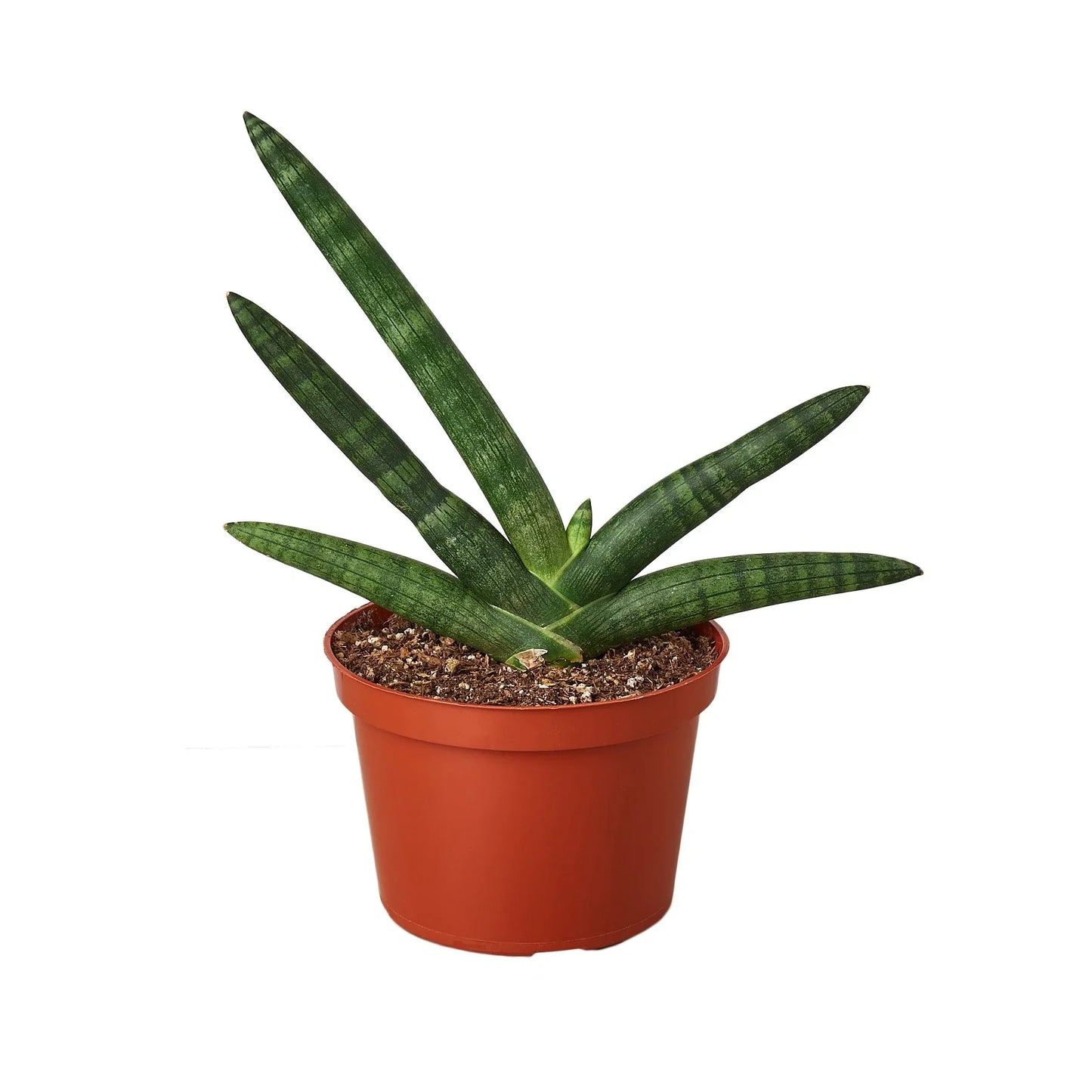Snake Plant Starfish Indoor Plants House Plant Dropship