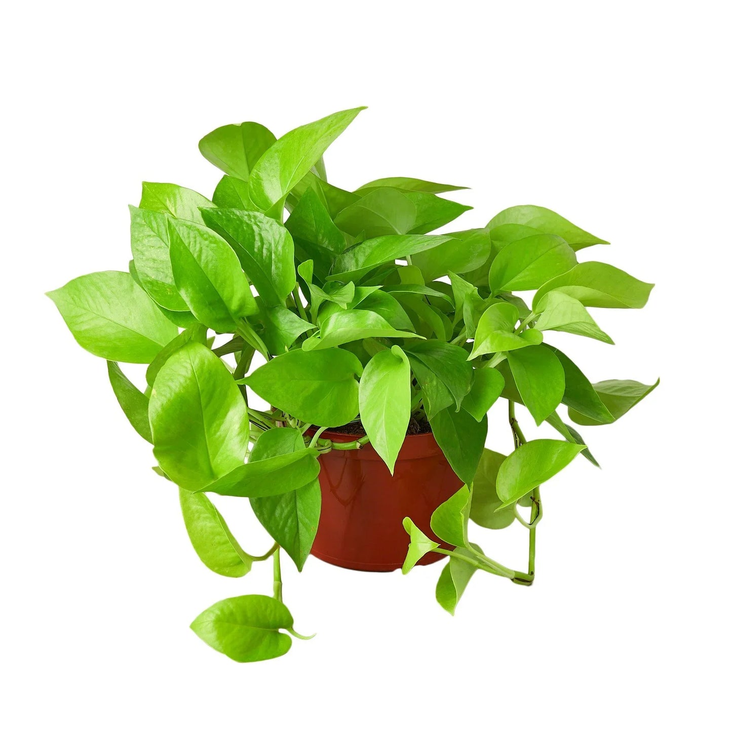 Pothos 'Neon' - Vibrant Green Indoor Plant Indoor Plants House Plant Dropship 6" Pot