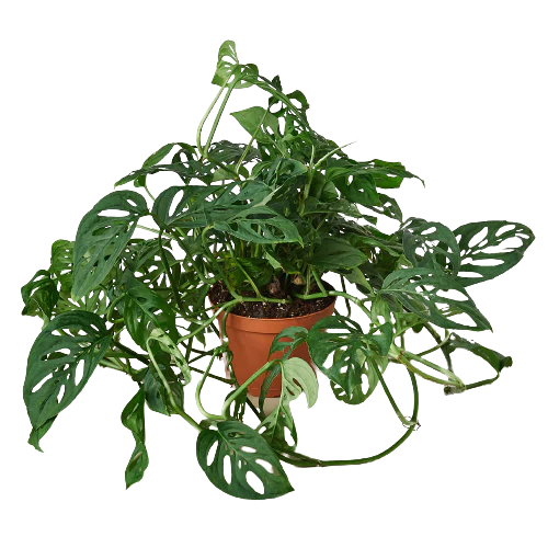 Monstera Adansonii 'Swiss Cheese' 4" Plant (1pk/$2) ($6 Ship/15oz) House Plant Dropship