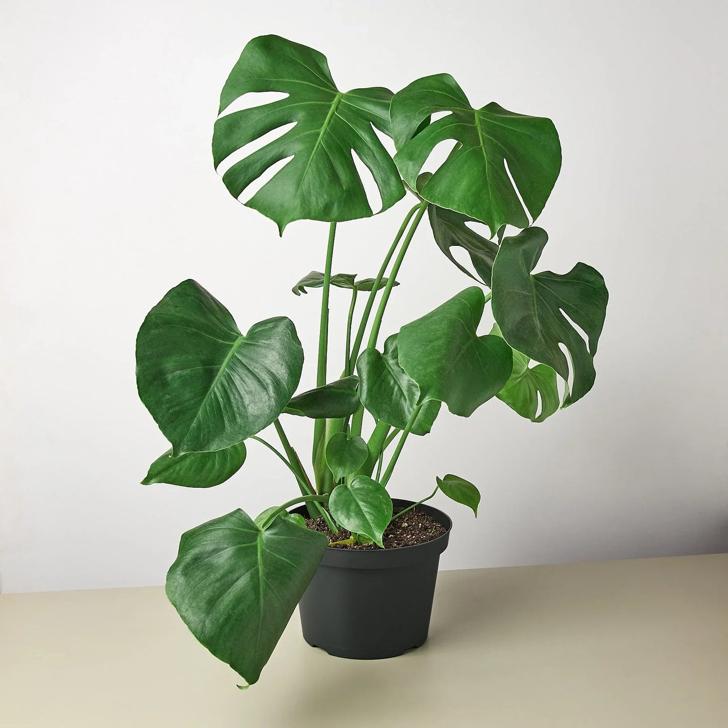 Philodendron Monstera Split-Leaf 4" Plant House Plant Dropship