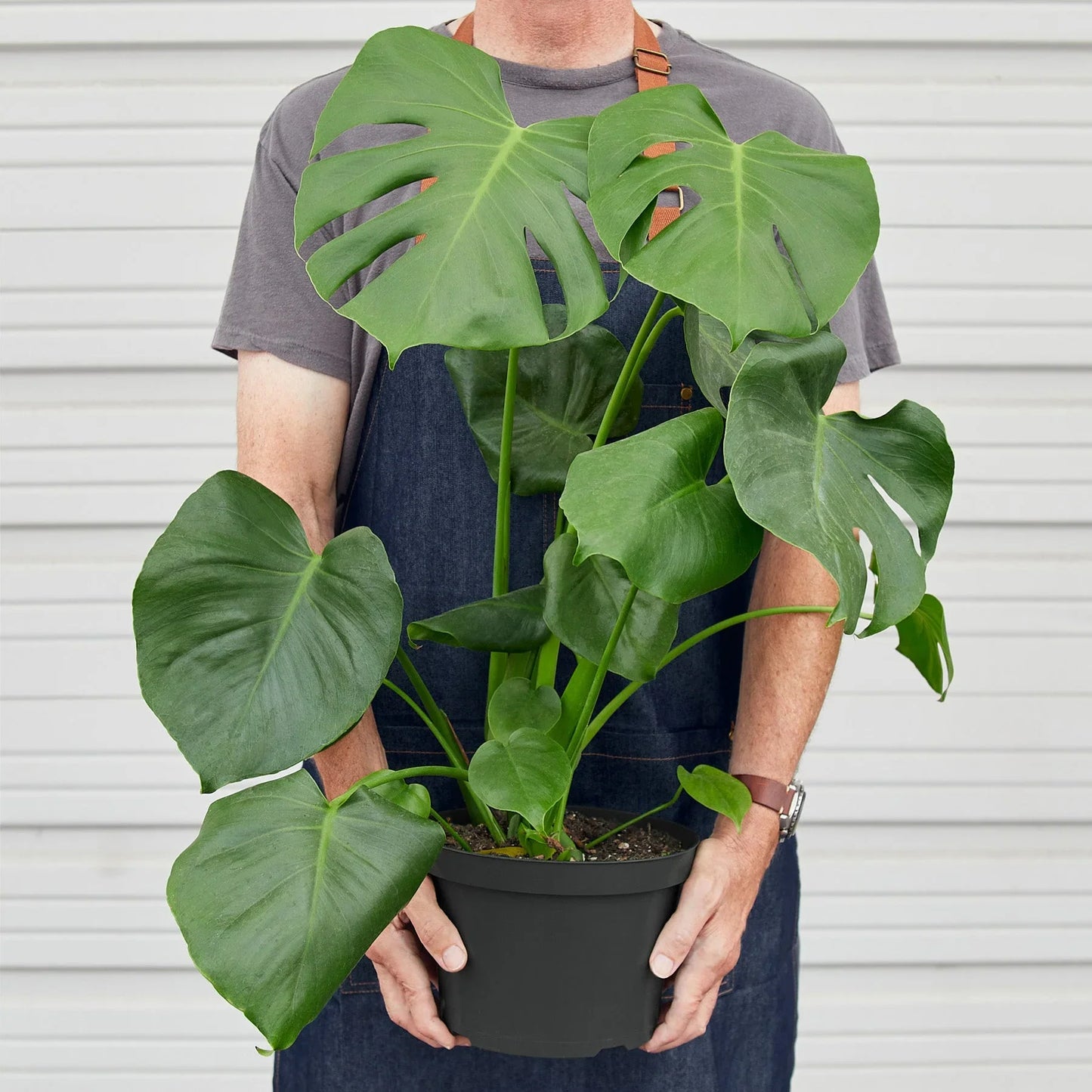 Philodendron Monstera Split-Leaf 4" Plant House Plant Dropship