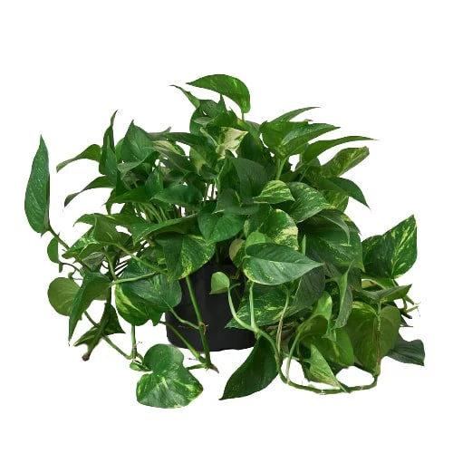 Pothos 'Golden' - Easy Care Green & Yellow Plant Indoor Plants House Plant Dropship