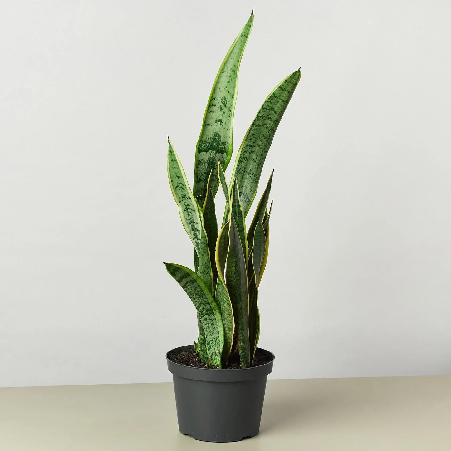 Snake Plant Laurentii Indoor Plants House Plant Dropship