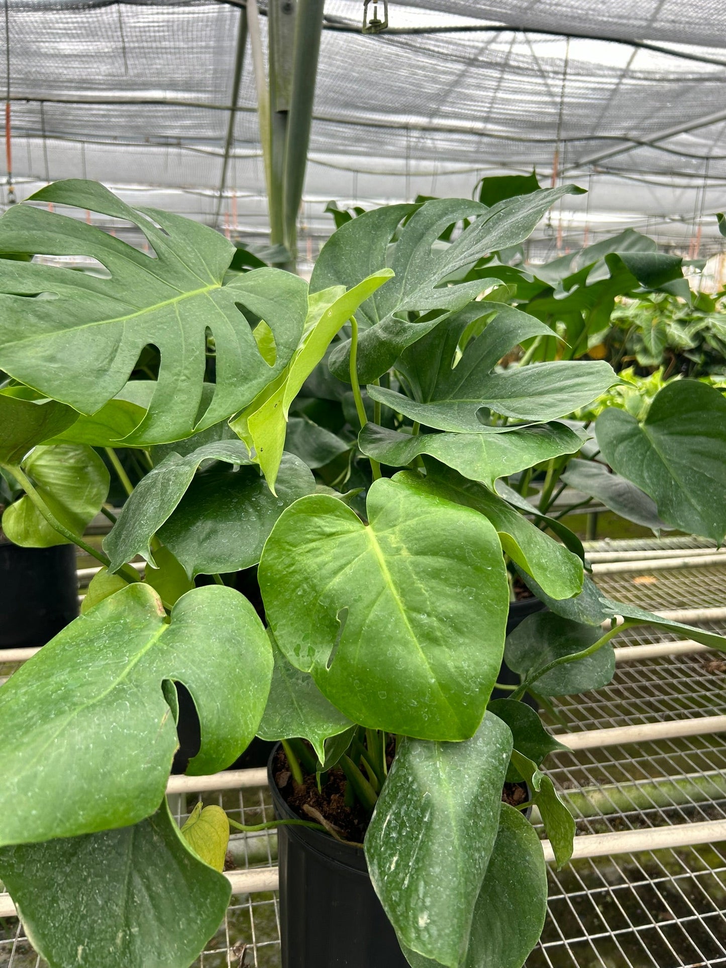 Philodendron Monstera Split-Leaf 4" Plant House Plant Dropship