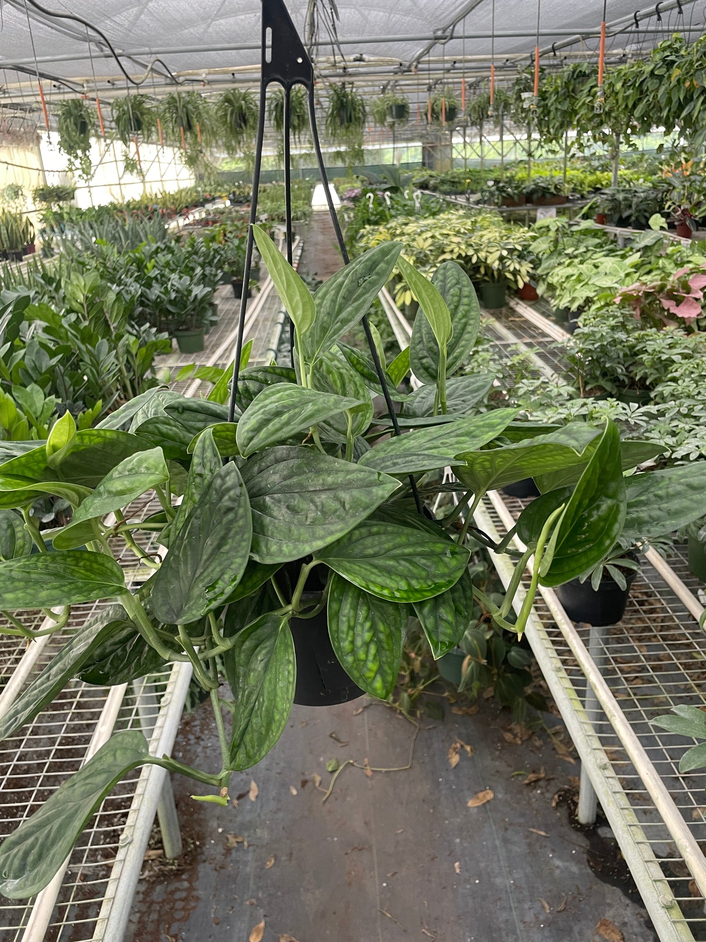 Monstera 'Peru' - Exotic Leaves with Unique Patterns Indoor Plants House Plant Dropship 8" Pot