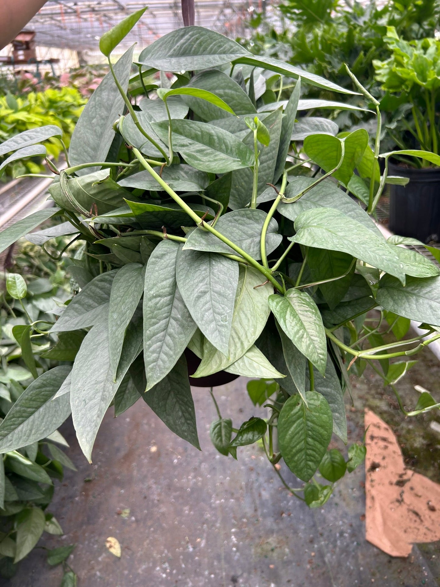 Pothos 'Cebu Blue' Indoor Plants House Plant Dropship 8" Pot