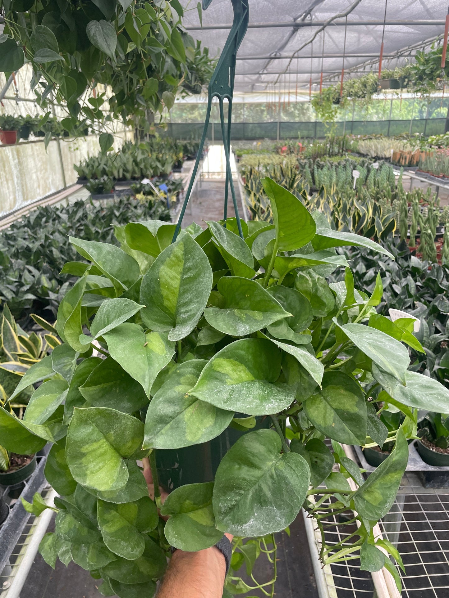Pothos 'Global Green' Indoor Plants House Plant Dropship 8" Pot