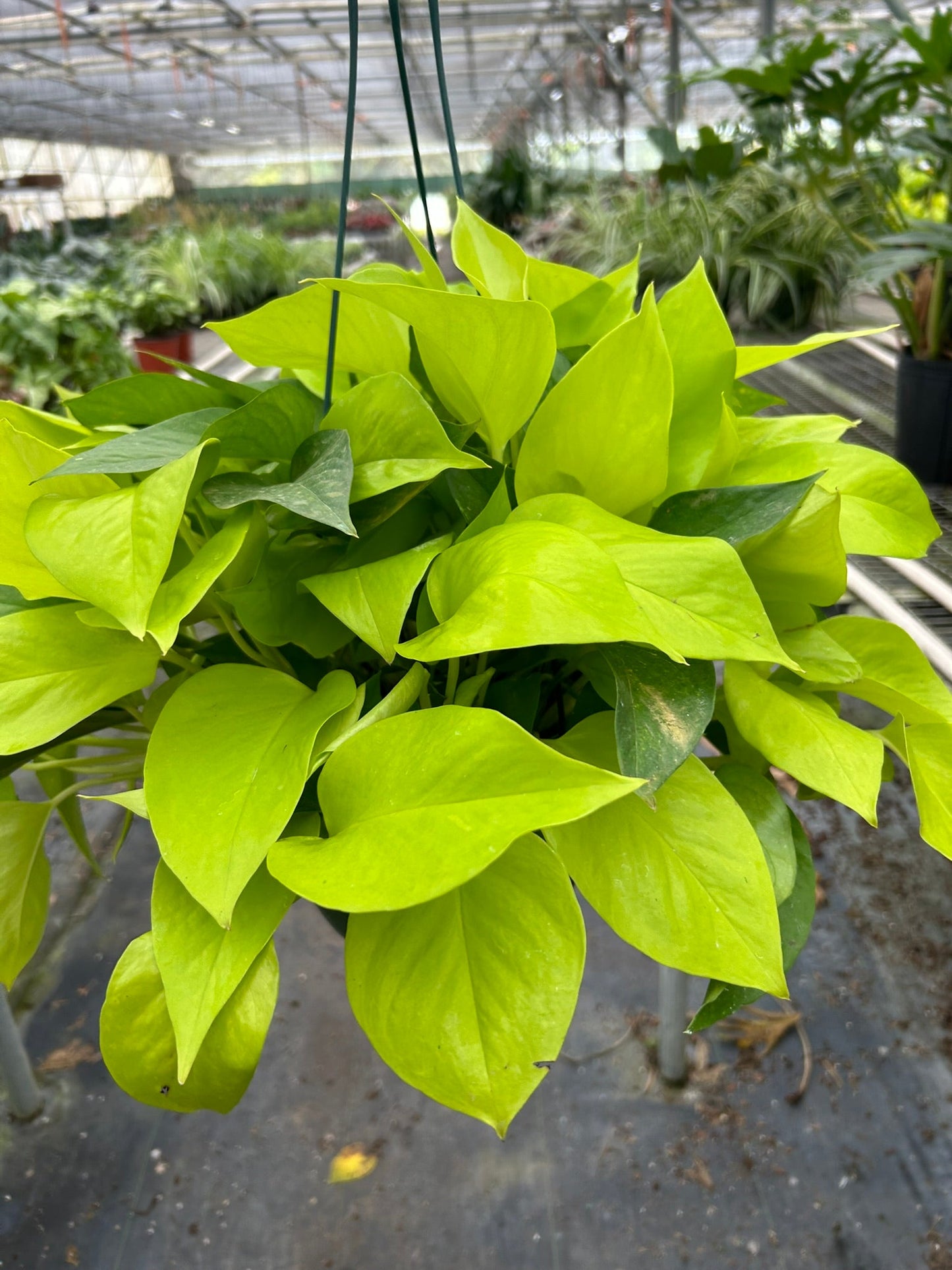Pothos 'Neon' - Vibrant Green Indoor Plant Indoor Plants House Plant Dropship 8" Pot
