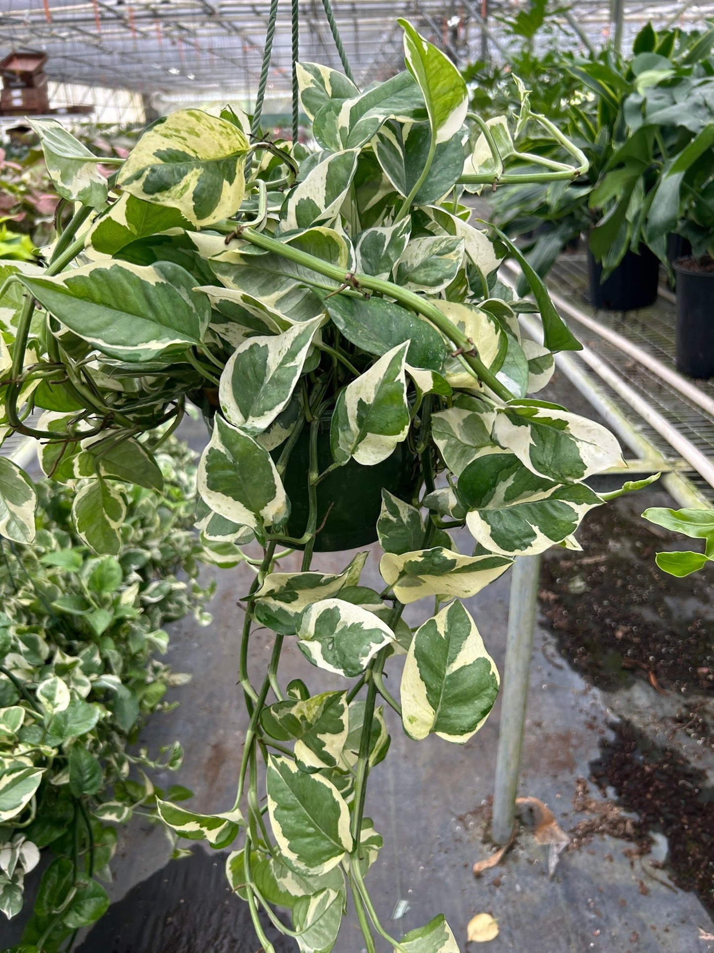 Pothos 'N'Joy' - Variegated Indoor Vine Indoor Plants House Plant Dropship 8" Pot Nursery Pot