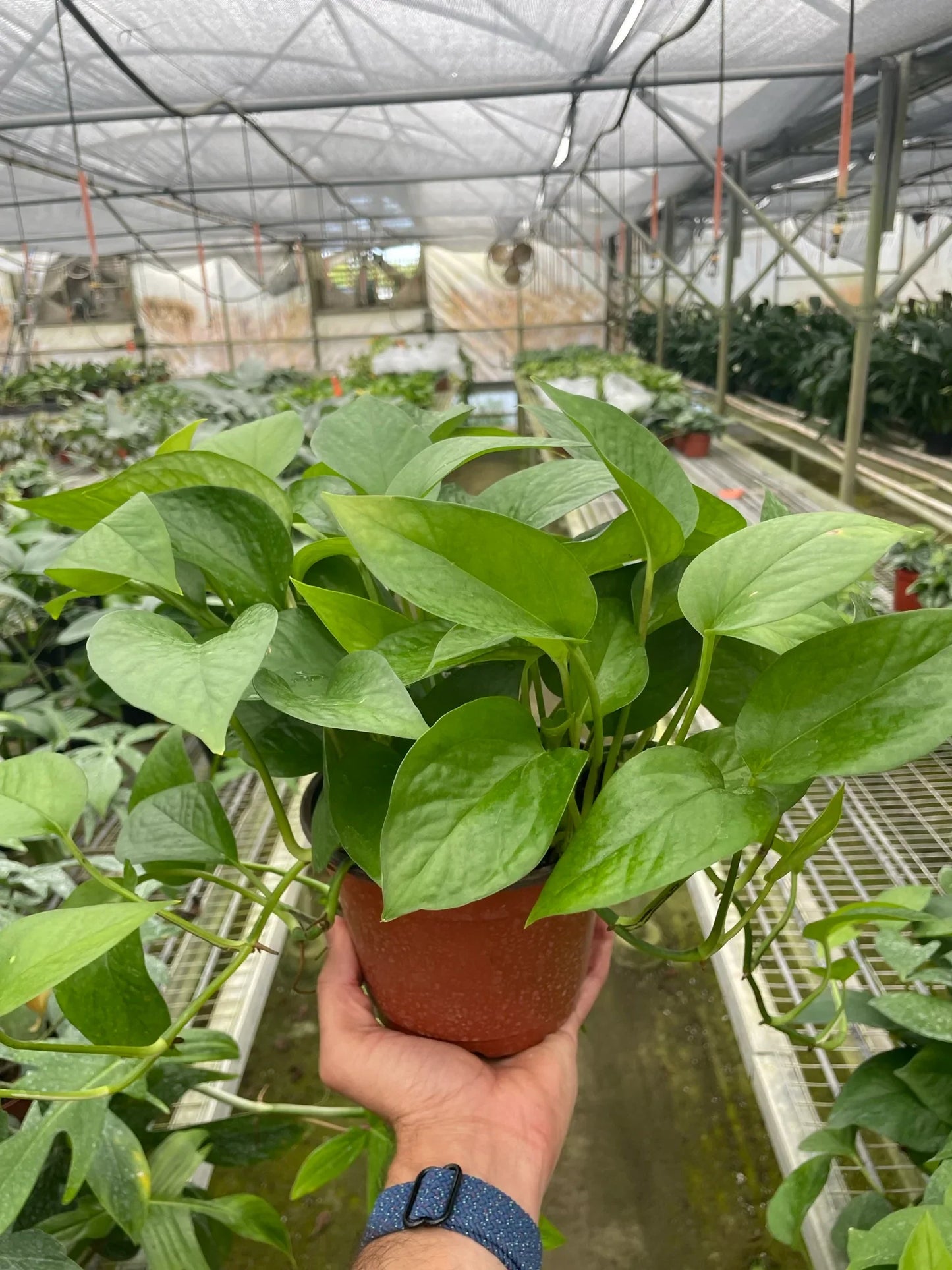 Pothos 'Green Queen' Indoor Plants House Plant Dropship