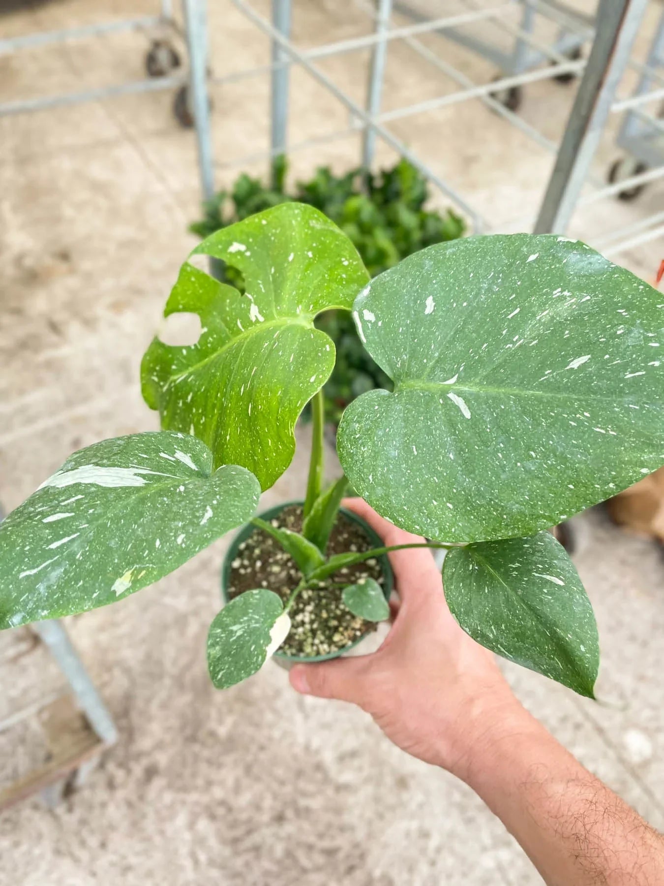 Monstera 'Thai Constellation' House Plant Dropship
