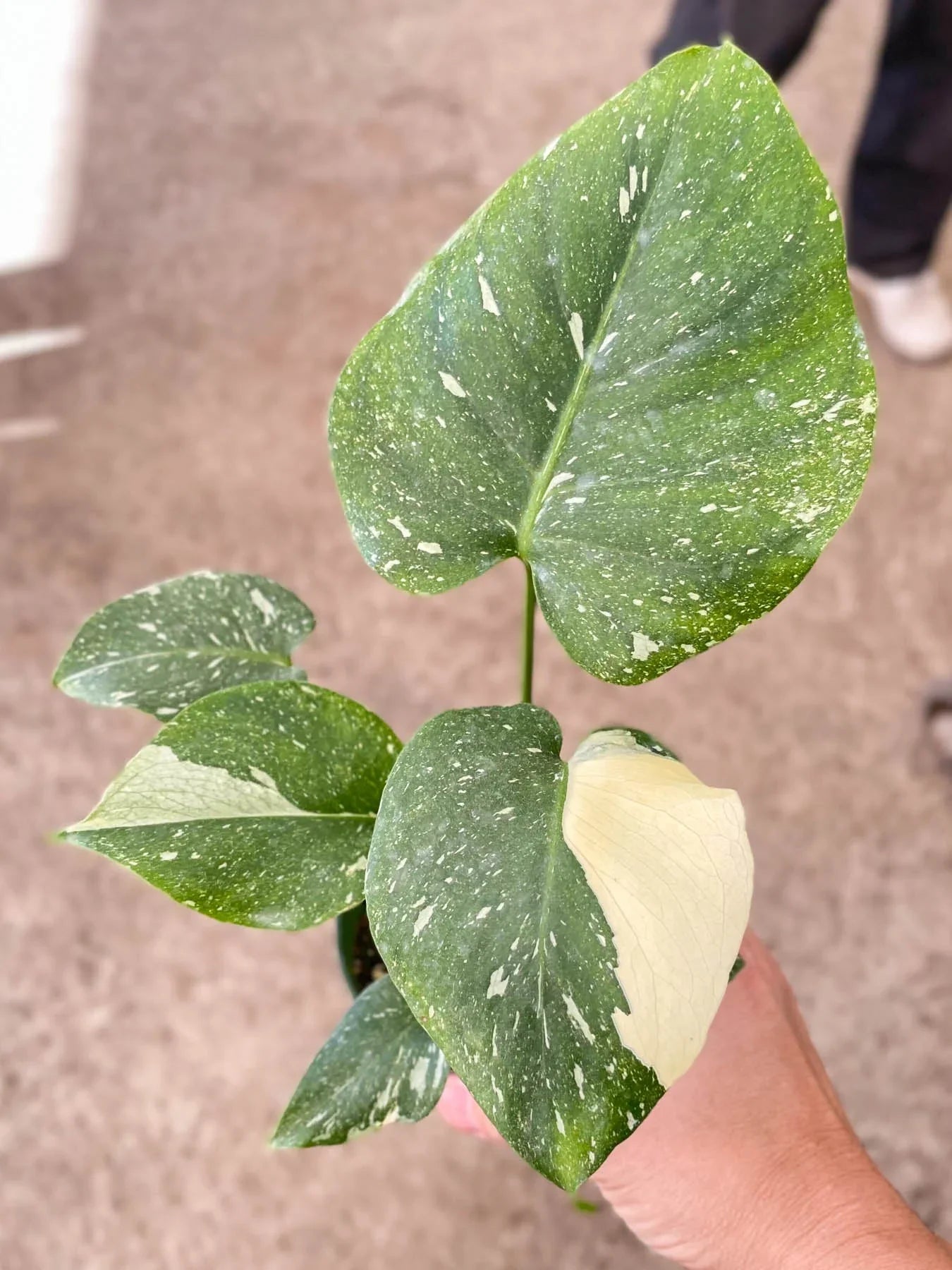 Monstera 'Thai Constellation' House Plant Dropship