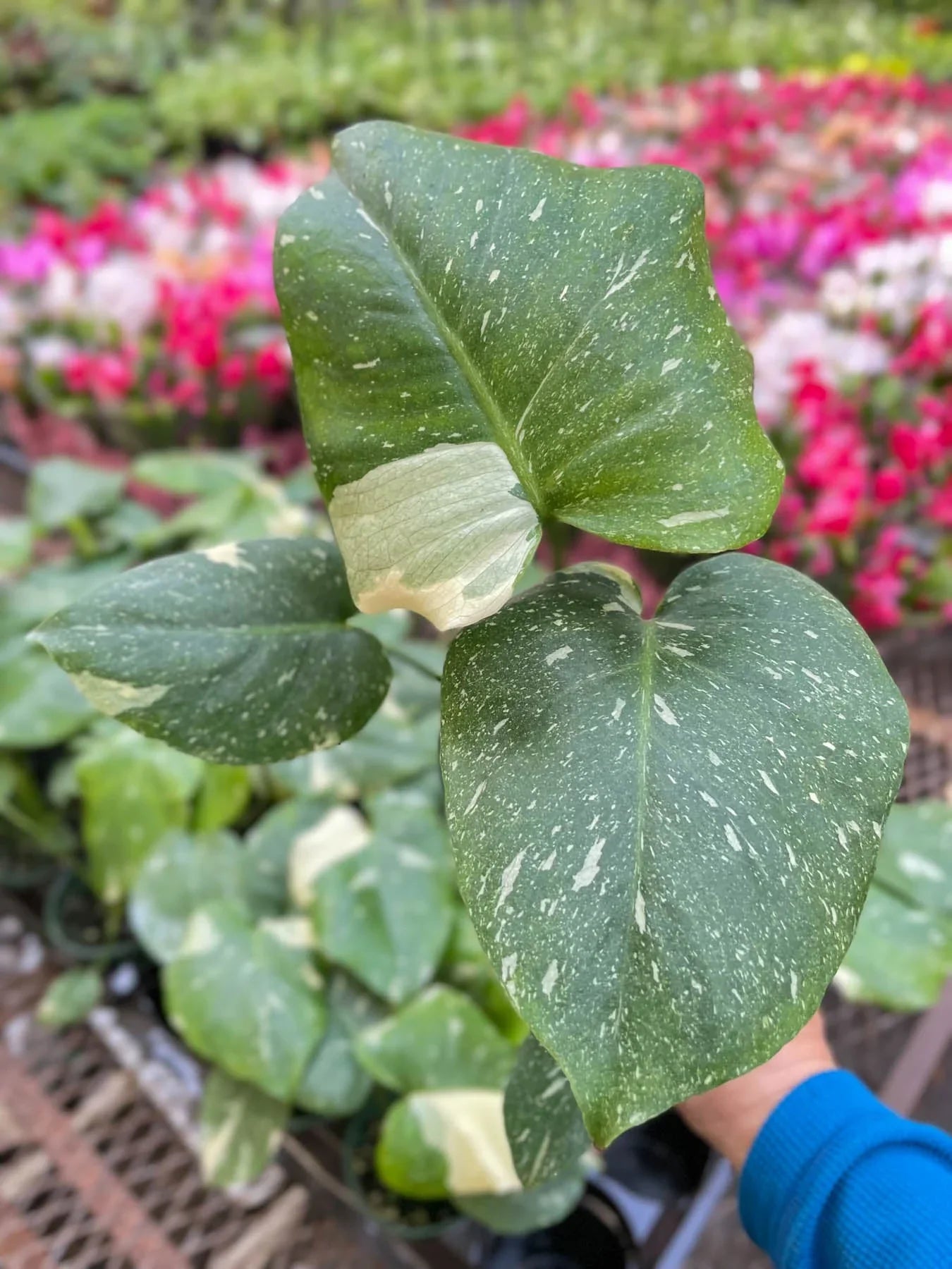 Monstera 'Thai Constellation' House Plant Dropship