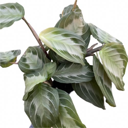 Maranta 'Silver Band' Default House Plant Dropship