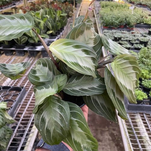 Maranta 'Silver Band' Default House Plant Dropship