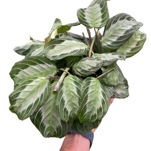 Maranta 'Silver Band' Default House Plant Dropship