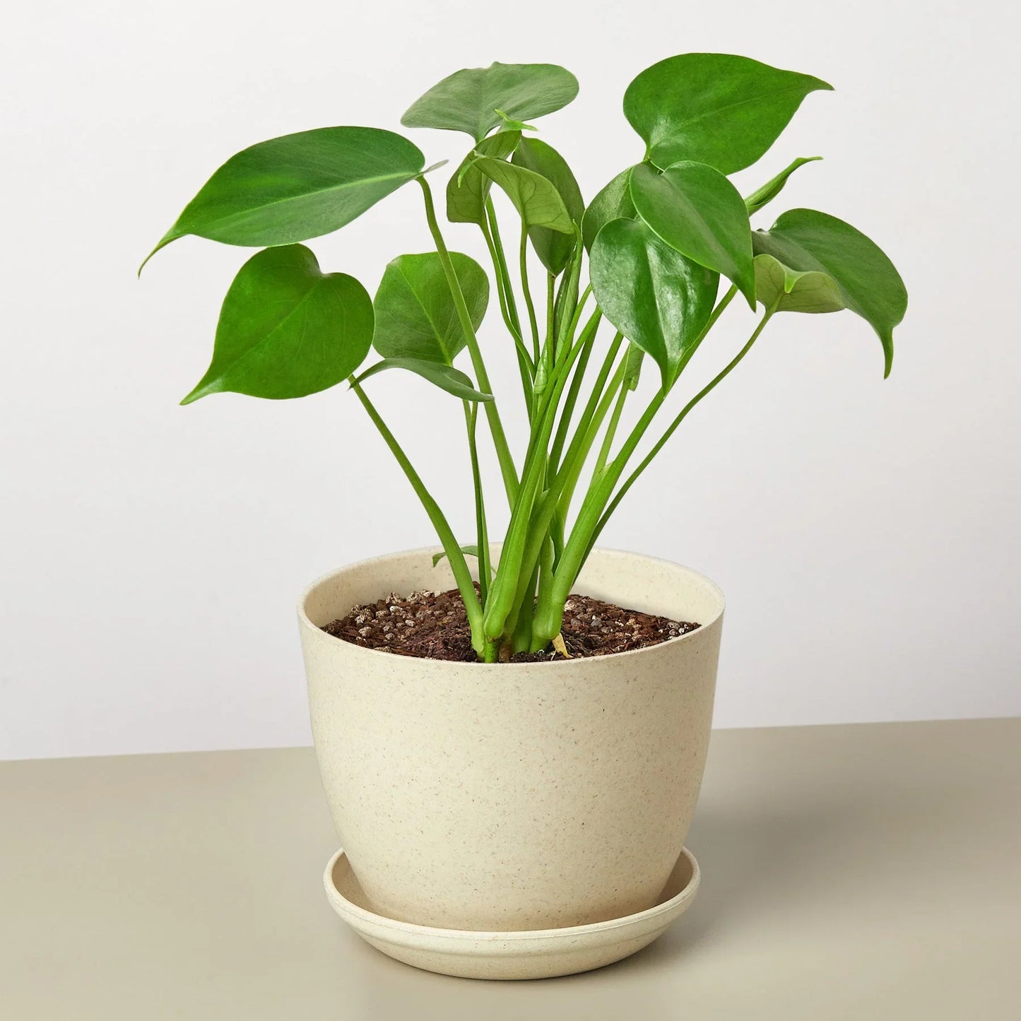 Philodendron Monstera Split-Leaf 4" Plant House Plant Dropship