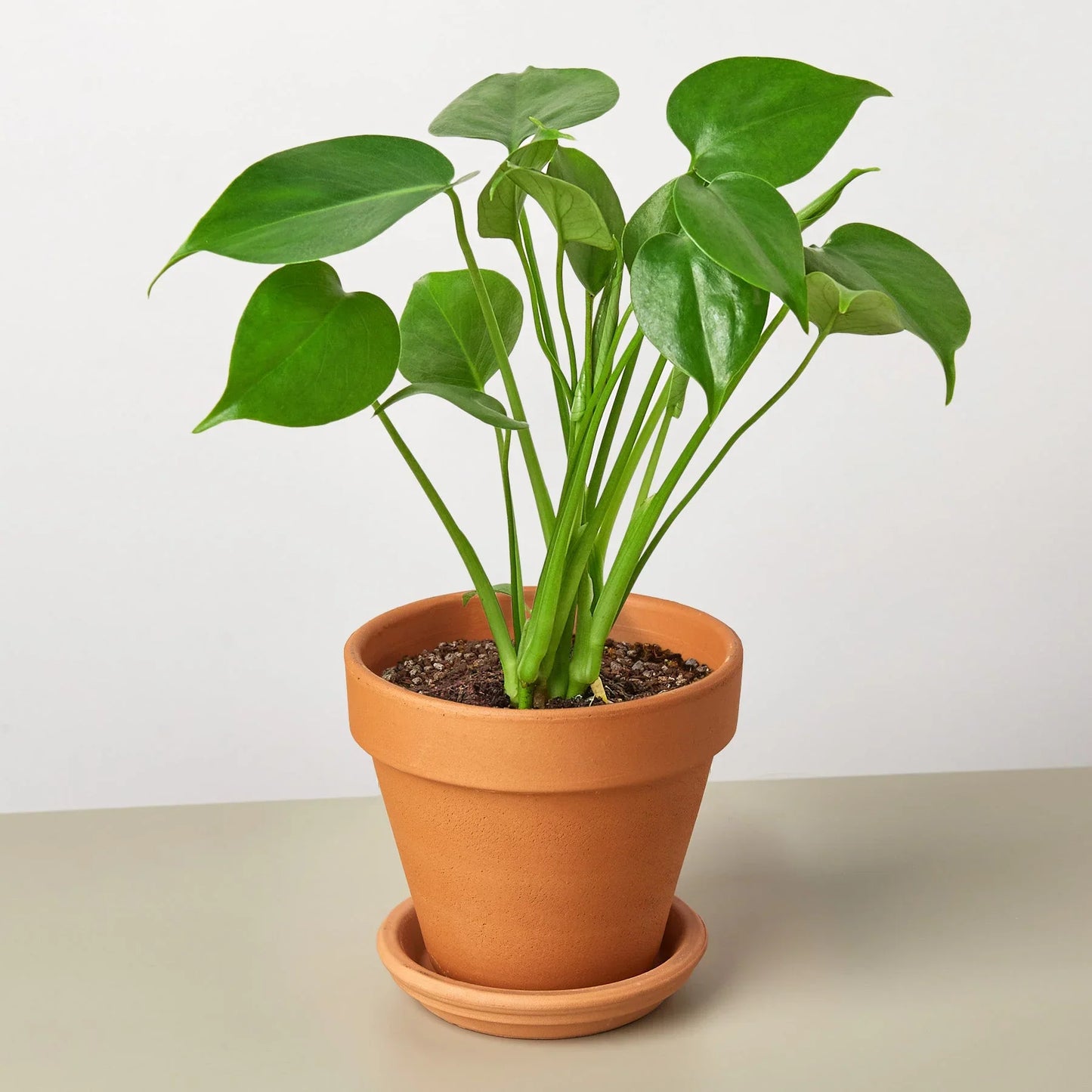 Philodendron Monstera Split-Leaf 4" Plant House Plant Dropship