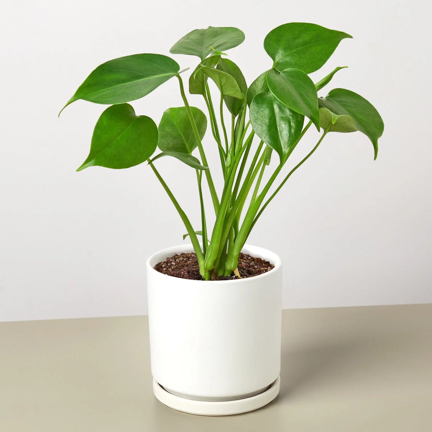 Philodendron Monstera Split-Leaf 4" Plant House Plant Dropship