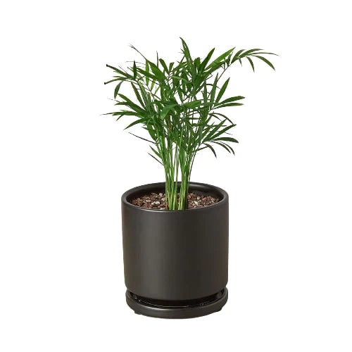 Parlor Palm - Elegant Indoor Plant Indoor Plants House Plant Dropship
