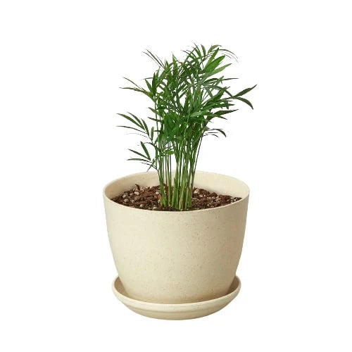 Parlor Palm - Elegant Indoor Plant Indoor Plants House Plant Dropship