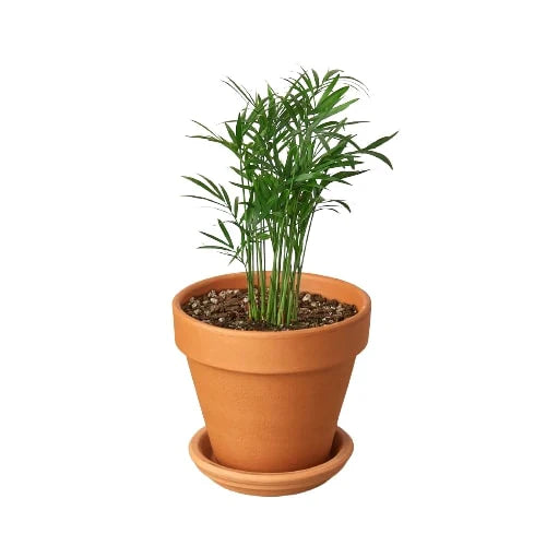 Parlor Palm - Elegant Indoor Plant Indoor Plants House Plant Dropship