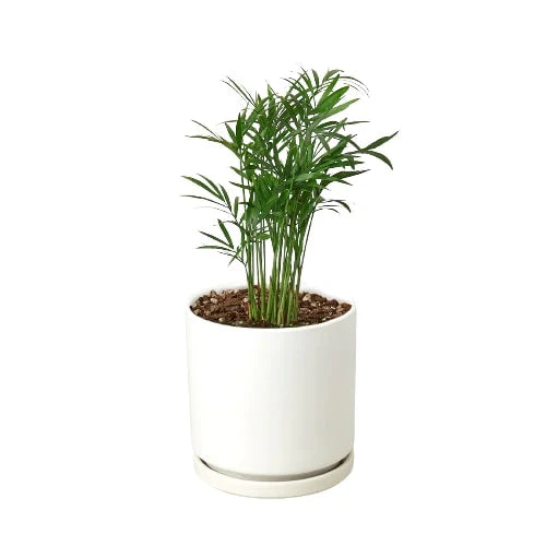 Parlor Palm - Elegant Indoor Plant Indoor Plants House Plant Dropship