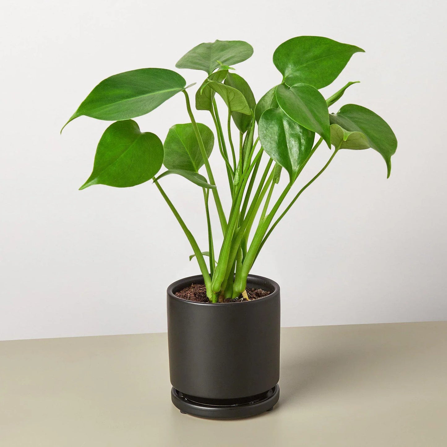 Philodendron Monstera Split-Leaf 4" Plant House Plant Dropship