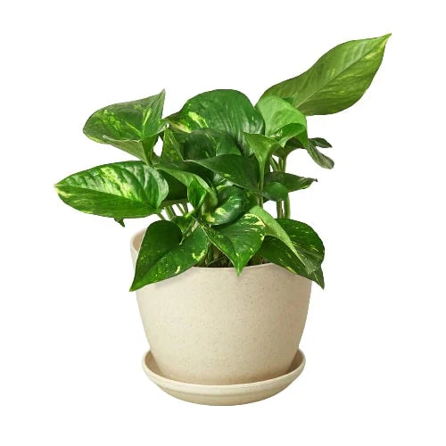 Pothos 'Golden' - Easy Care Green & Yellow Plant Indoor Plants House Plant Dropship