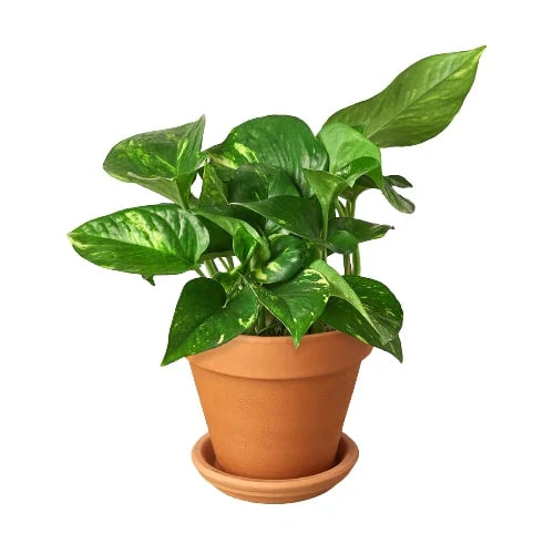 Pothos 'Golden' - Easy Care Green & Yellow Plant Indoor Plants House Plant Dropship