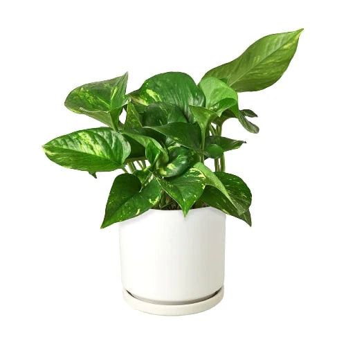 Pothos 'Golden' - Easy Care Green & Yellow Plant Indoor Plants House Plant Dropship