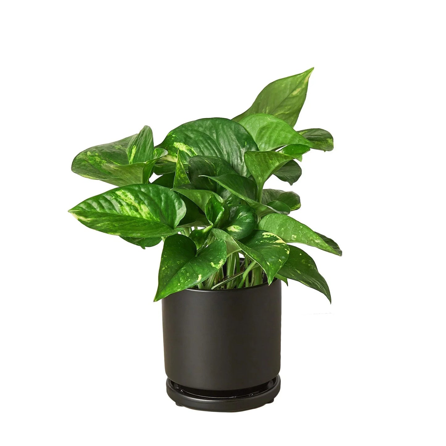Pothos 'Golden' - Easy Care Green & Yellow Plant Indoor Plants House Plant Dropship