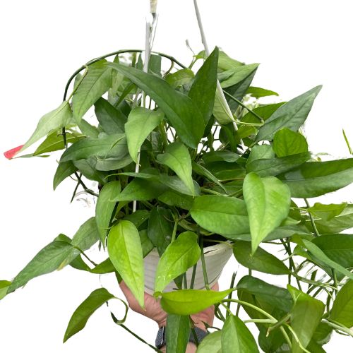 Pothos Skeleton Key House Plant Dropship