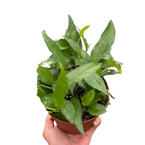 Pothos Skeleton Key House Plant Dropship