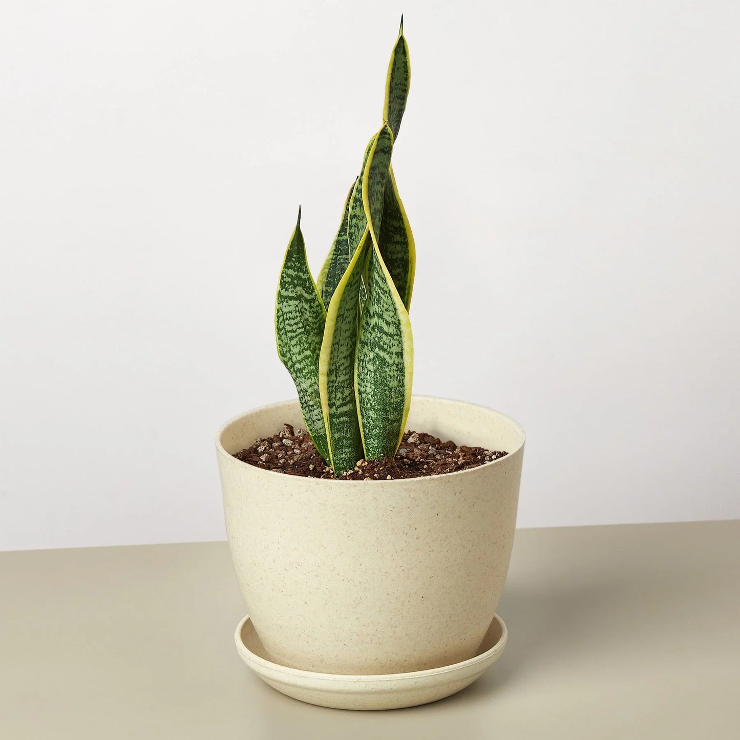 Snake Plant Laurentii Indoor Plants House Plant Dropship