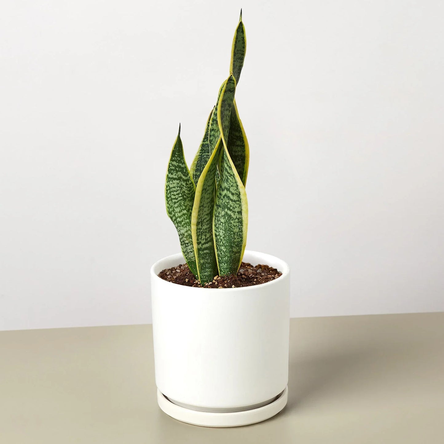 Snake Plant Laurentii Indoor Plants House Plant Dropship