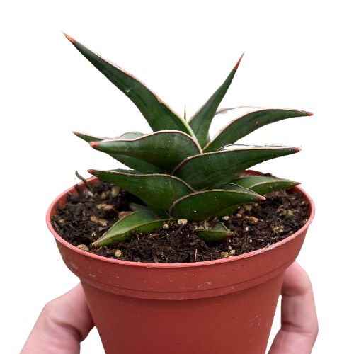 Snake 'Lavranos' Indoor Plants House Plant Wholesale