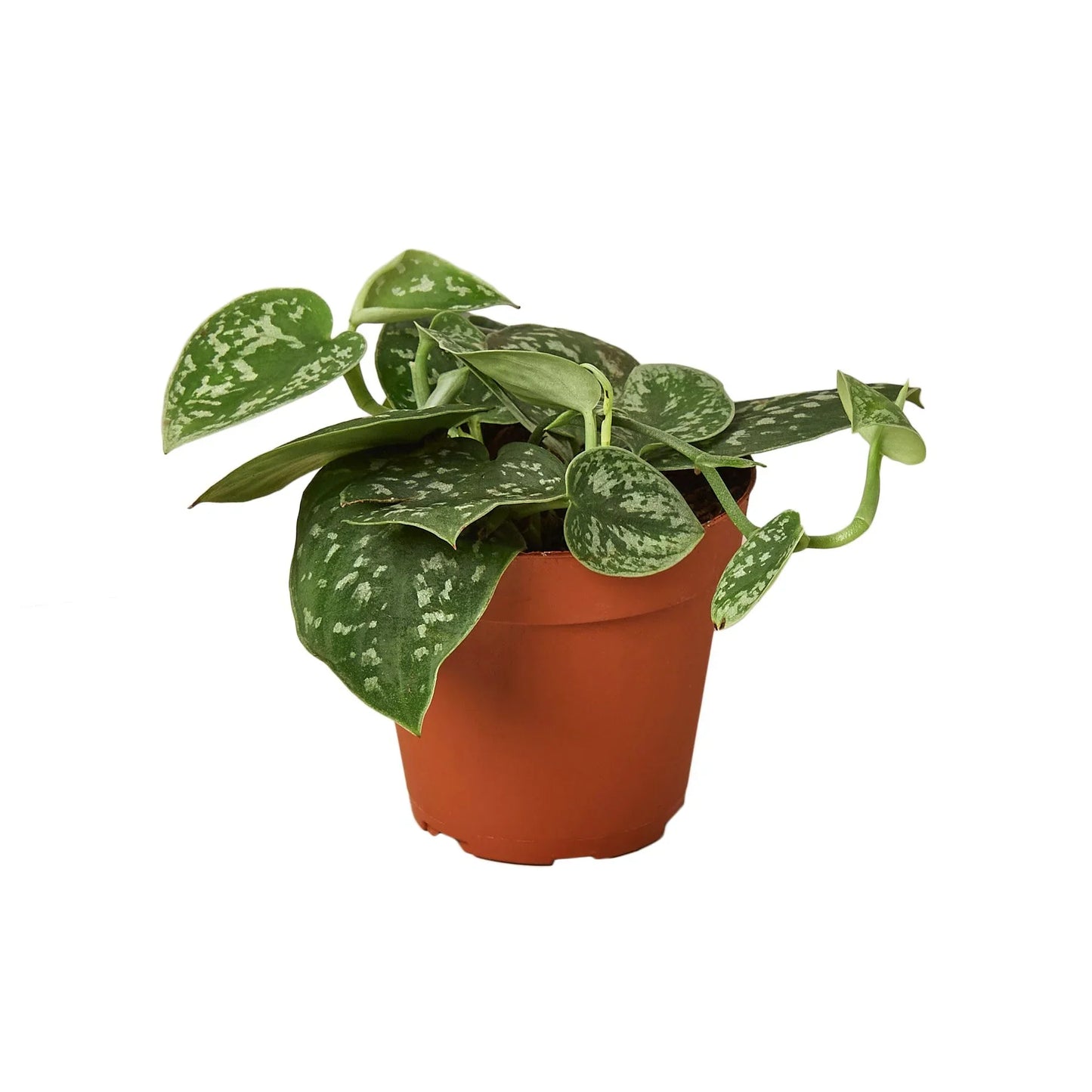 Pothos 'Satin' - Lush Green Vine with Silver Highlights Indoor Plants House Plant Dropship
