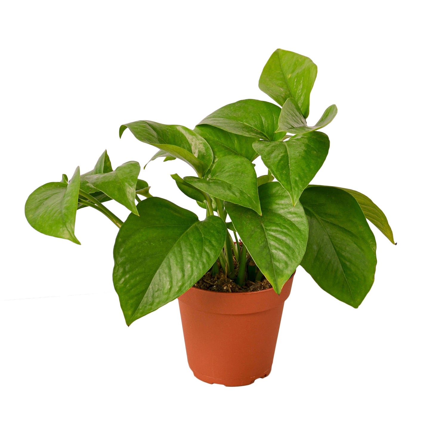 Pothos 'Green Queen' Indoor Plants House Plant Dropship