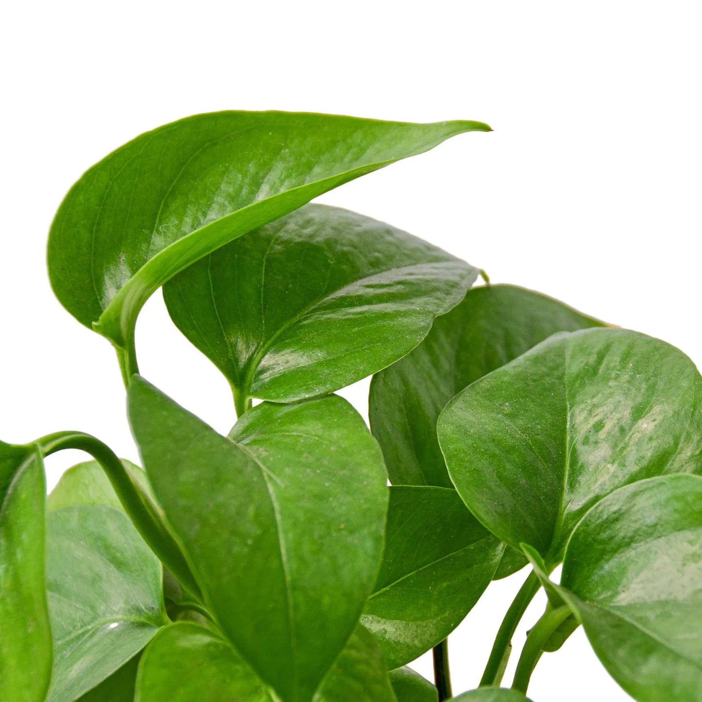 Pothos 'Green Queen' Indoor Plants House Plant Dropship