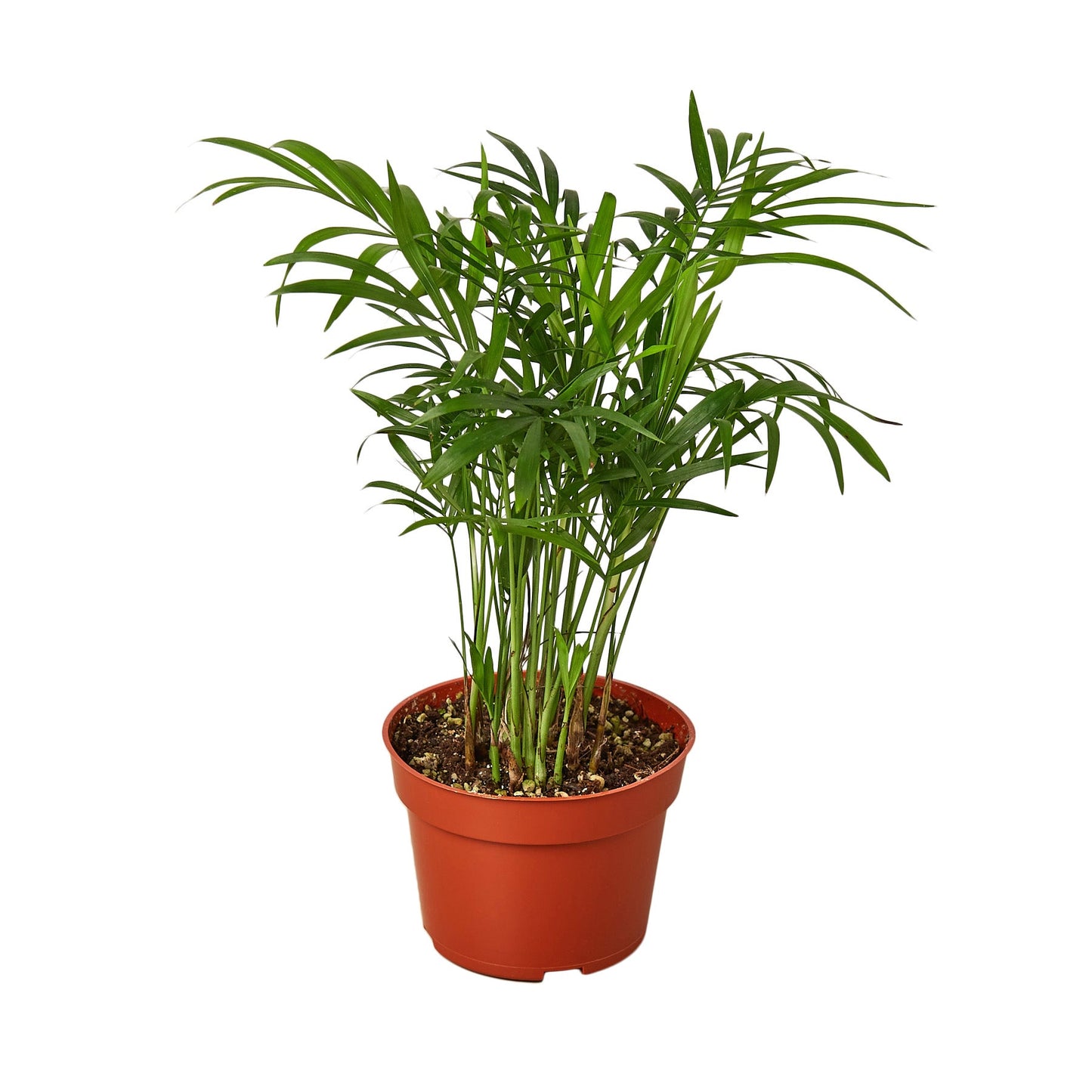 Parlor Palm - Elegant Indoor Plant Indoor Plants House Plant Dropship