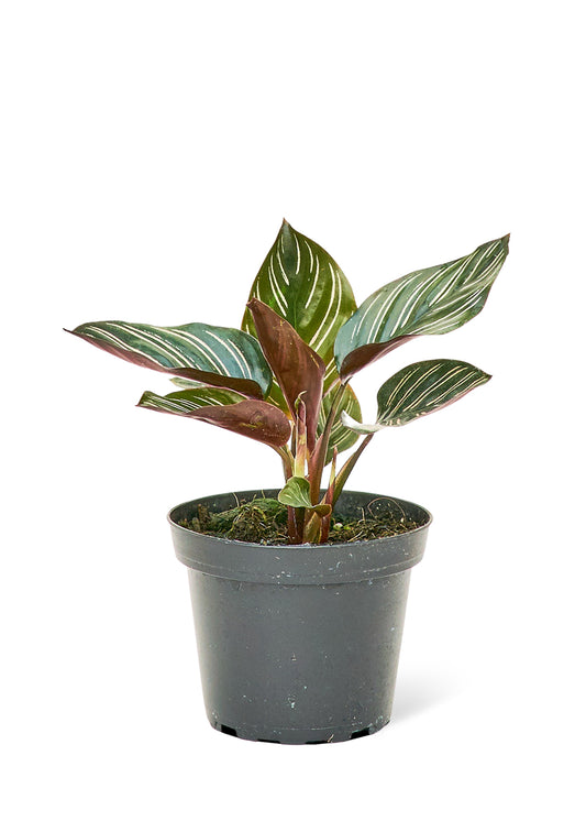 Calathea 'Pinstripe | Plant Boxx | Buy Plants Online
